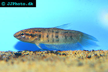 Betta dimidiata -Dwarf Mouthbrooder picture