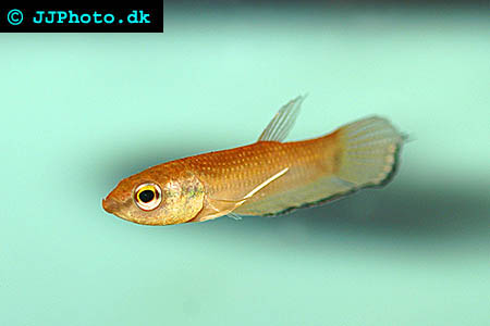Betta enisae - Blue band Mouthbrooder picture