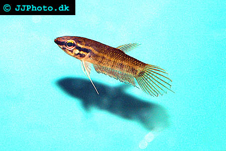 Blue Band Mouthbrooder - Betta enisae picture
