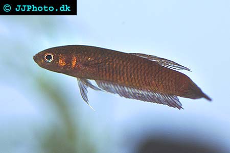 Betta foerschi picture