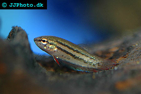 Betta imbellis - Peaceful Bettapicture