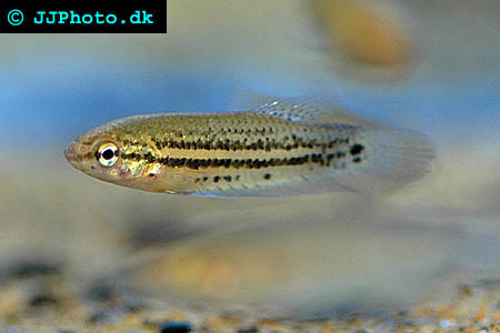 Peaceful Betta - Betta imbellis picture