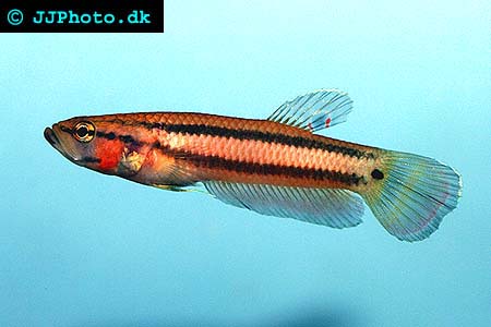 Betta macrostoma - Peacock Mouthbrooder picture