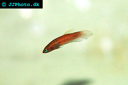 Betta persephone - Black Small Fighter picture