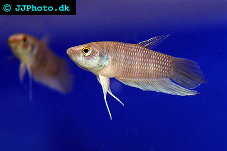 Forest Betta - Betta pugnax picture