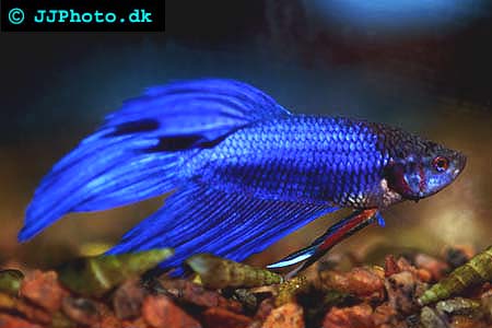 male betta picture