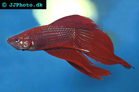 ANATOMI MULUT IKAN BETTA « Zona_ik@n