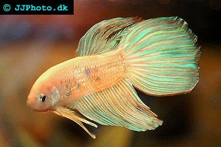 healthy betta picture