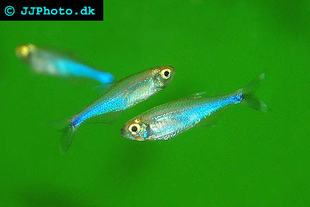 Cochu's Blue Tetra - Boehlkea fredcochui picture