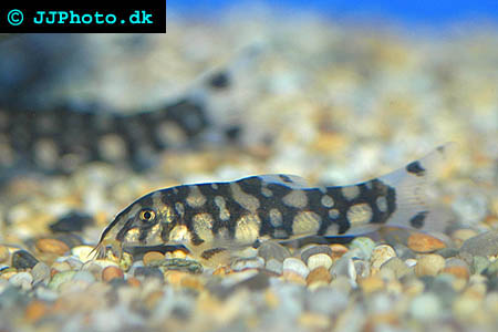 Polka-dot Loach - Botia kubotai picture