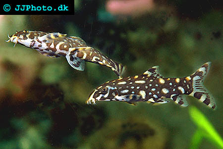 Botia kubotai - Polka-dot Loach picture