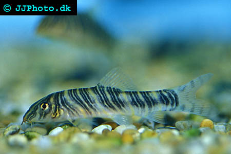 Botia striata - Zebra loach picture