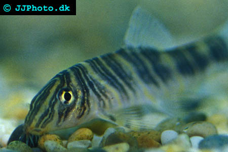 Zebra loach  - Botia striata picture