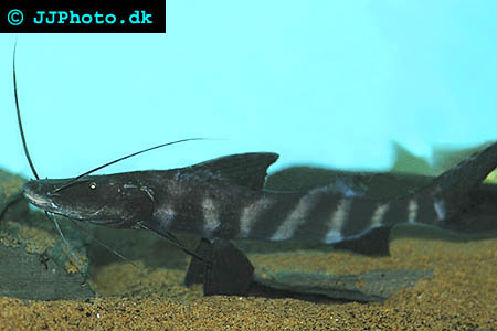 banded shovelnose cat - Brachyplatystoma juruense picture