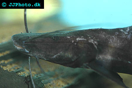 Brachyplatystoma juruense - banded shovelnose cat picture