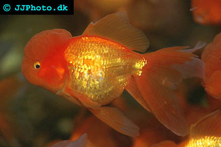 Lionhead goldfish