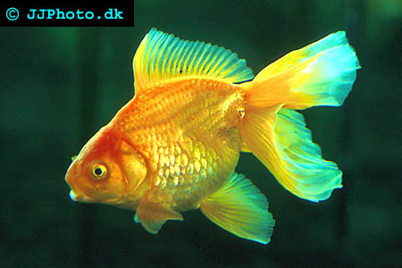 Goldfish breeding type