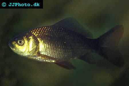 Juvenile goldfish picture 