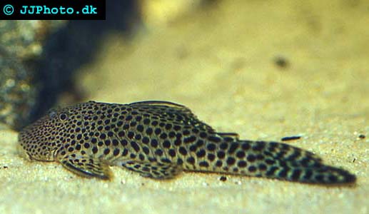 Chaetostoma Milesi L187 - Bulldog Pleco picture