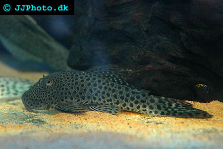 Rubbernose Pleco, Bulldog Pleco - Chaetostoma Milesi L187 picture