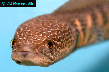 Orangespotted Snakehead - Channa aurantimaculata picture