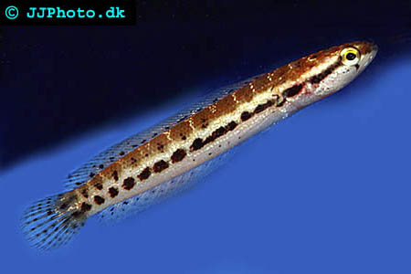Channa bankanensis - Bangka Snakehead picture