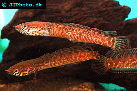 Channa bleheri - Rainbow Snakehead picture