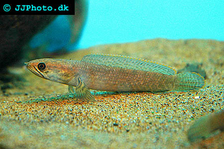 Dwarf Snakehead - Channa gachua picture