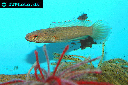 Channa gachua - Dwarf Snakehead picture