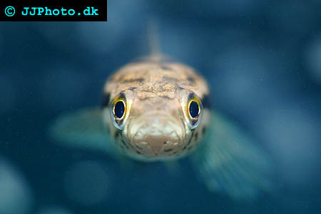 Channa lucius - Splendid Snakehead picture