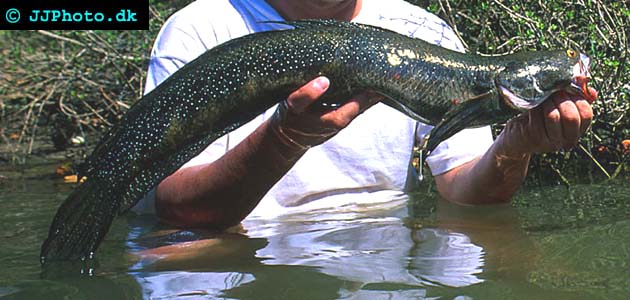 catch from snakehead fishing
