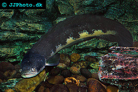 adult snakehead