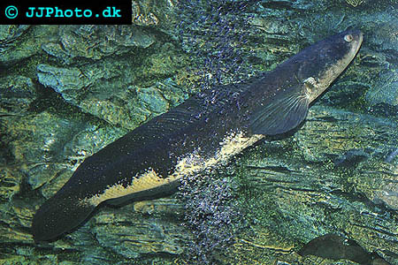 Great or Bullseye Snakehead - Channa marulius picture