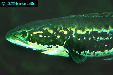 Giant Snakehead - Channa micropeltes picture