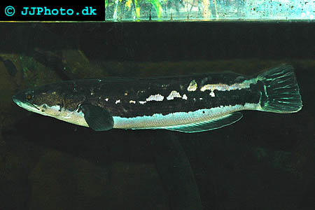 Channa micropeltes - Giant Snakehead  picture