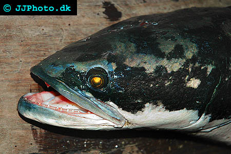 Asian Snakehead Fish