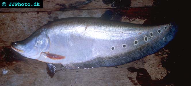 Clown Knifefish - Chitala ornata picture