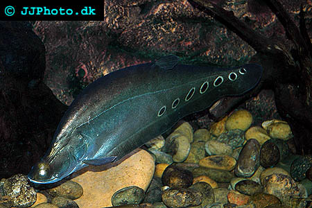Clown Knifefish - Chitala ornata picture