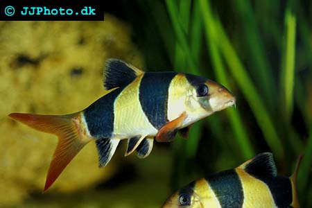 Chromobotia macracanthus - Clown loach picture