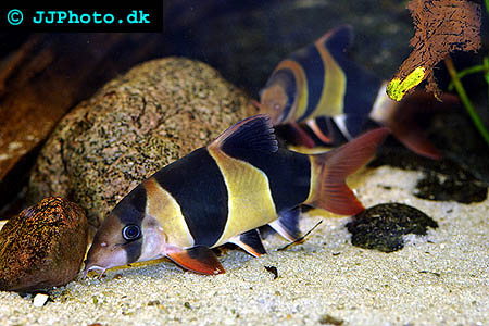 Clownloach picture
