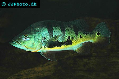 Adult Cichla monoculus picture