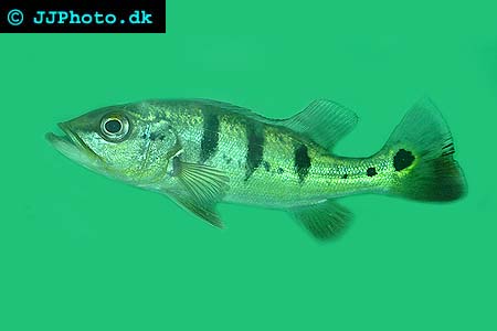 Juvenile Cichla monoculus picture