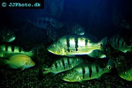 cichla ocellaris picture