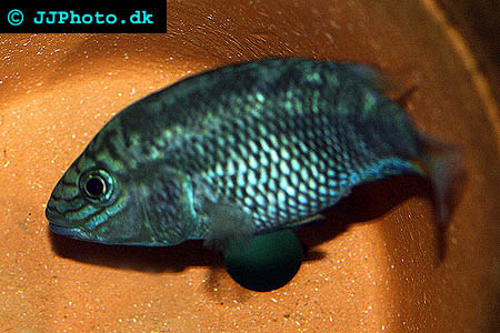 Cichlasoma grammodes - Sieve cichlid picture