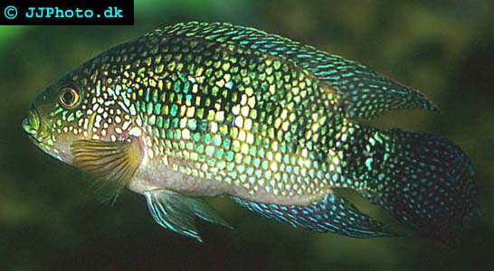 Picture of jack dempsey cichlid