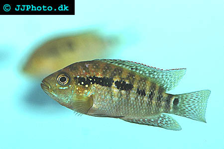 picture of juvenile jack dempsey cichlid