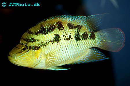  Female Cichlasoma salvini - Sieve cichlid picture