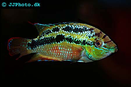 Golden Snakehead - Cichlasoma salvini picture