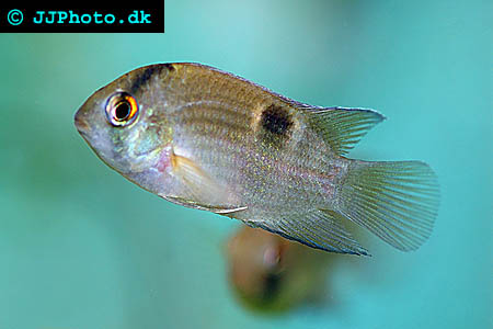 keyhole cichlid