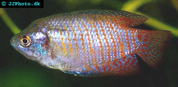 Dwarf gourami - Colisa lalia picture